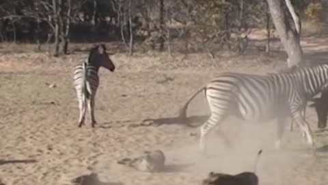 ANIMAL FIGHTS CAUGHT ON CAMERA