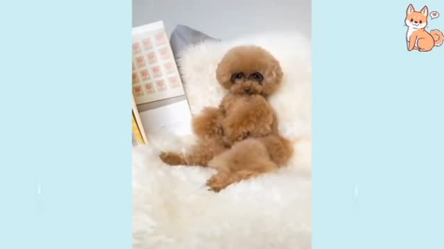 Funny and cute animals doing funny things