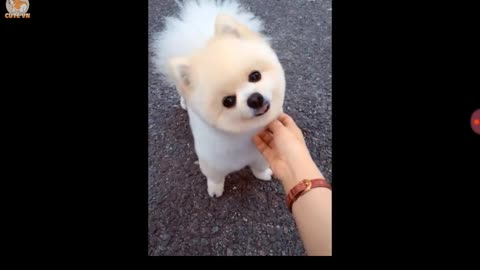 Very cute dogs and cats