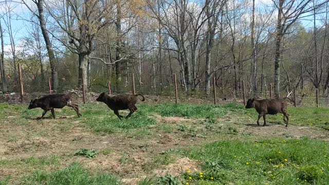 5 month old cows