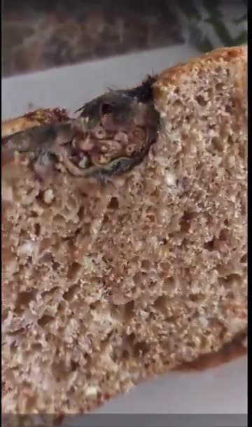 South Africa bread with rats baked into loaf