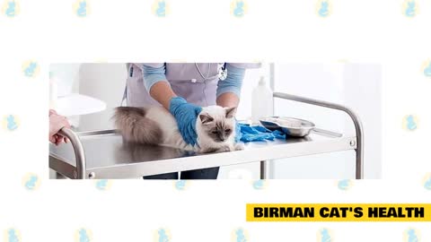 Birman Cats 101 : Facts & Fiction