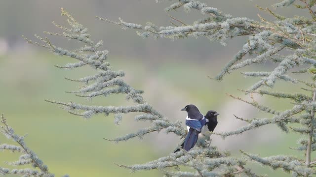 Birds flirt with each other