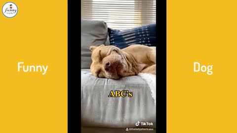 Dog and owner make fool moments together-funny