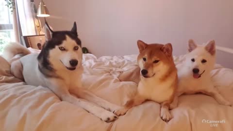 질척거리는 주인을 본 허스키 [시베리안허스키(Siberian husky,シベリアンハスキー), 시바견(Shibainu,柴犬), 믹스견백설]