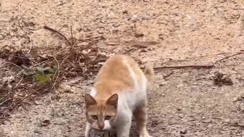 Fight between cat and snake
