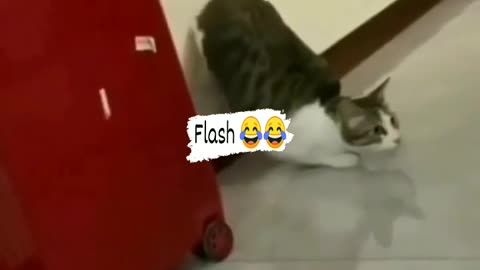 Funny 🐱🐱😎😎 cat