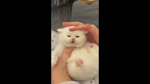 Cute little white kitten