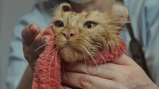 Animal cat video