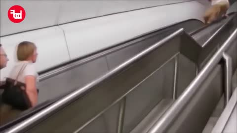 Escalator Fail Compilations Videos 1 | FAD.