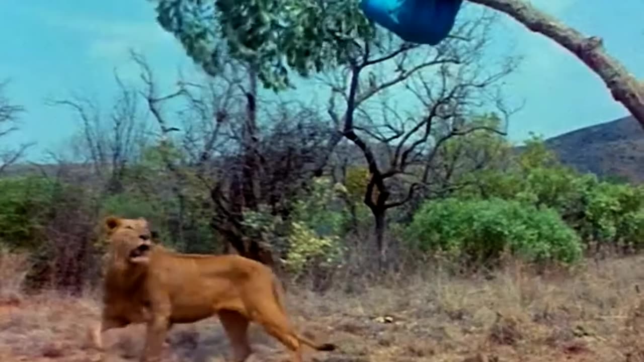 The god must be crazy - funny - movieclip