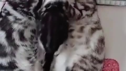 Baby cat 😺... Awwww. So cute 🥰🥰❤️