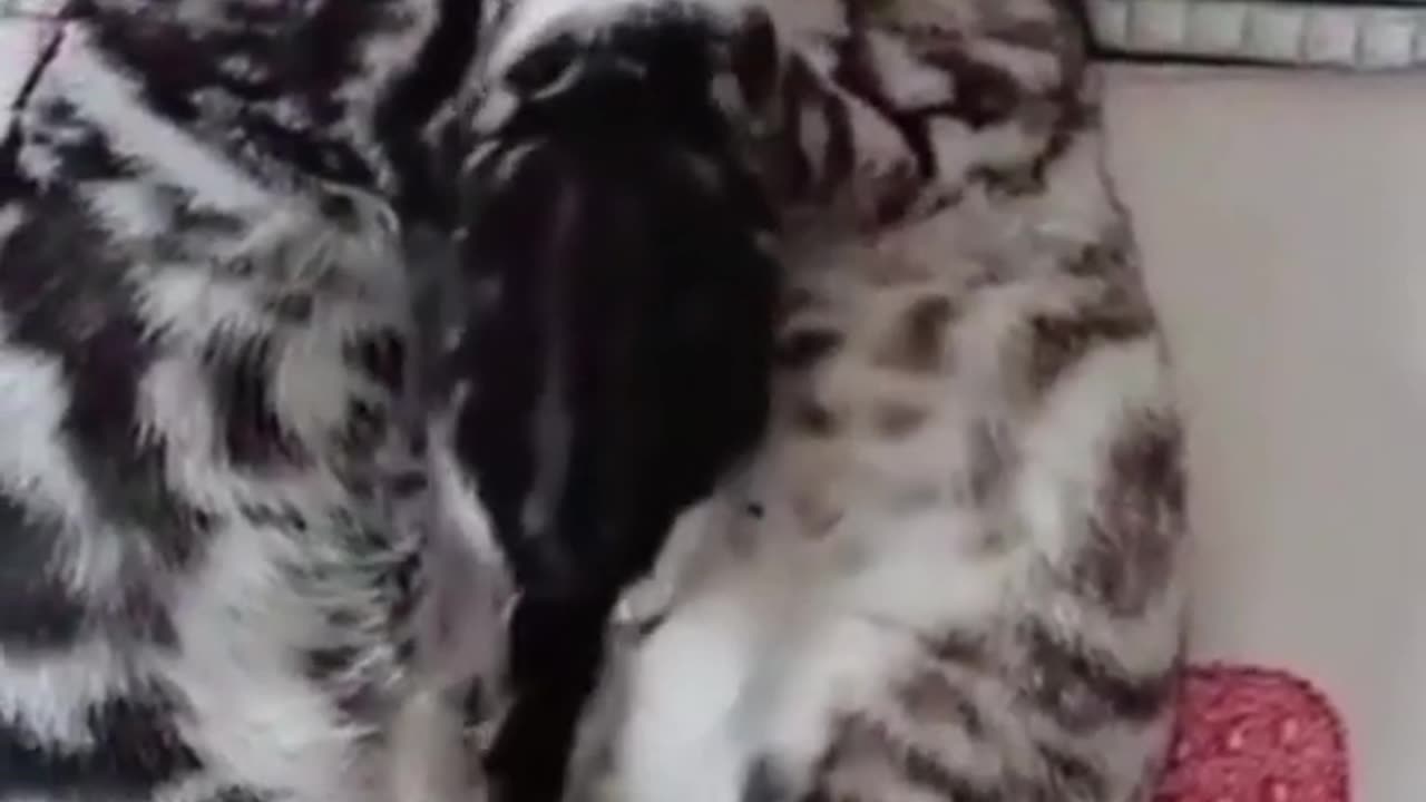 Baby cat 😺... Awwww. So cute 🥰🥰❤️