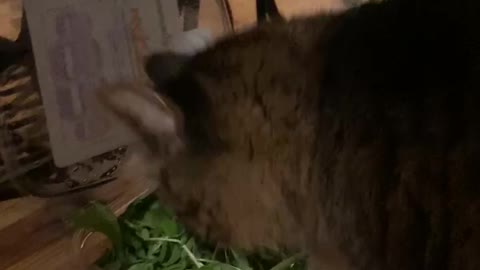 Lou Gets His Own Salad