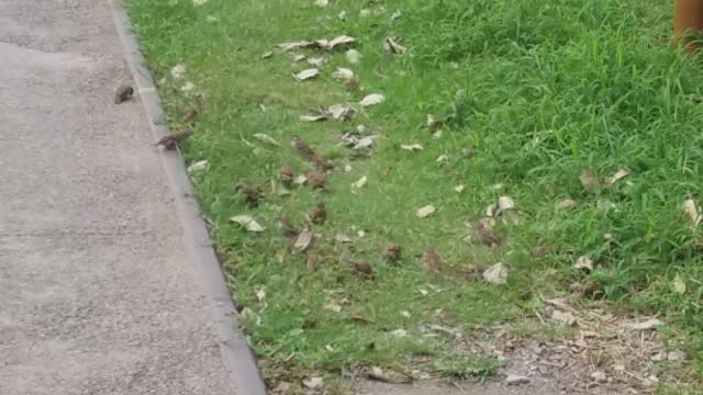 The procession of the sparrows on the Chuseok hometown road