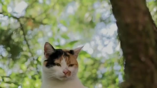 What is this cute cat doing in the tree..... ||Cat Funny Videos