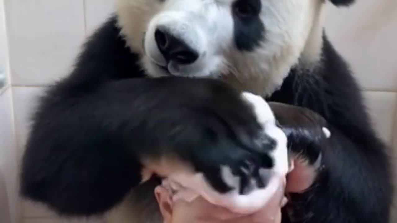 Panda Shower to baby