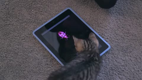 very smart and cuddly cat
