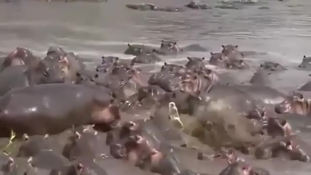 A lone crocodile to a Hippopotamus group