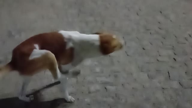 Chicao and pretinha love strolling in a gas station patio at night