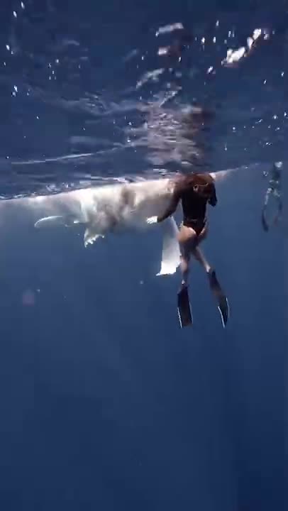 Free diver has a close encounter with a baby WHALE! 🐋 | SWNS #shorts