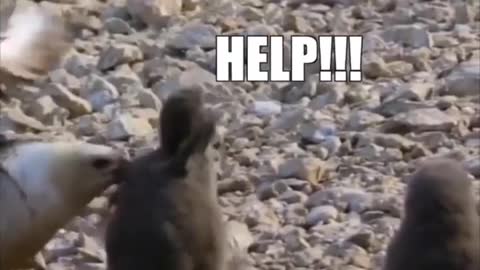 Funny Video "Penguin Police saving life"