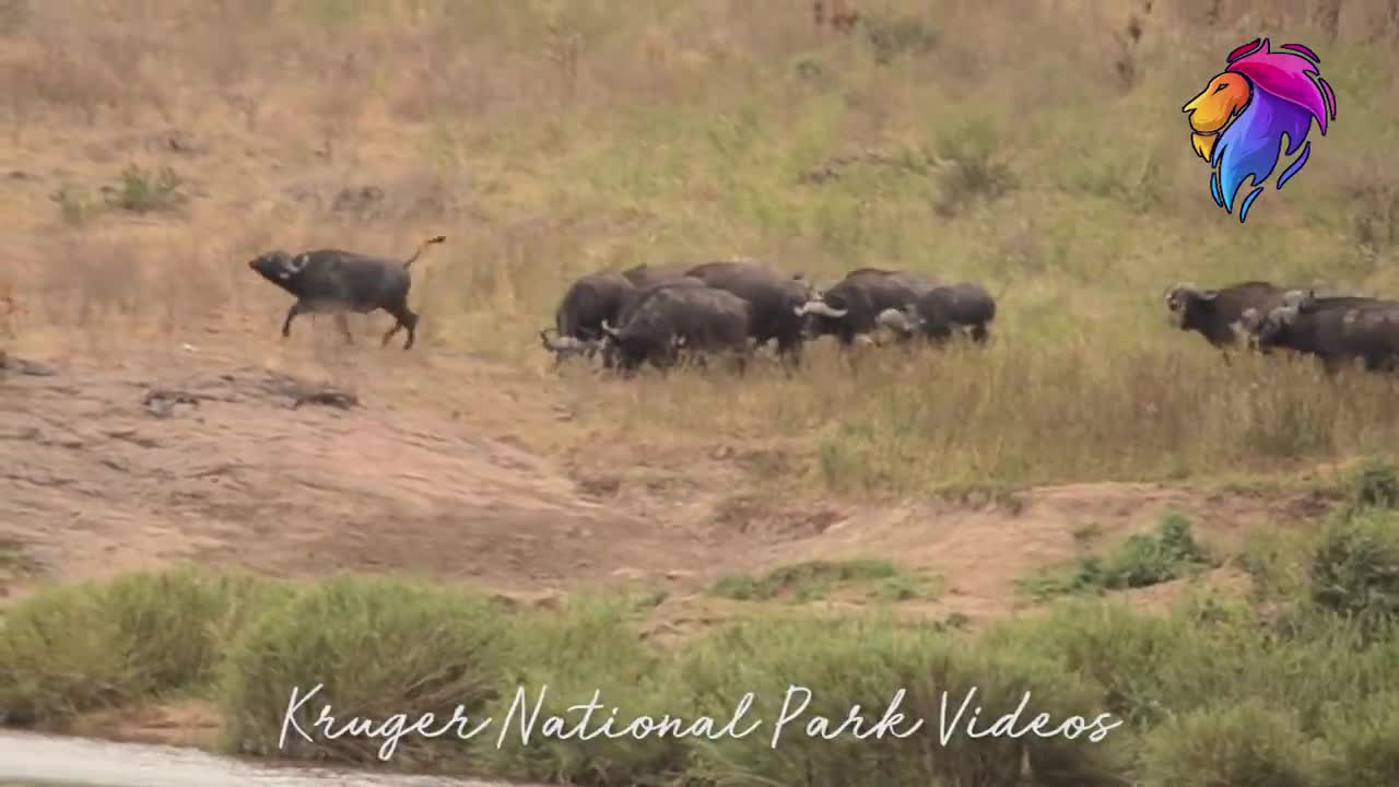 Lion Vs Buffalo Wild Animal Heroes save Warthog | Trending Wildlife Videos.