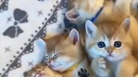 Cat and dog acting funny together