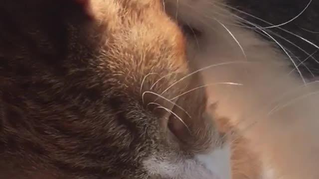 Cat licking another cat in bed