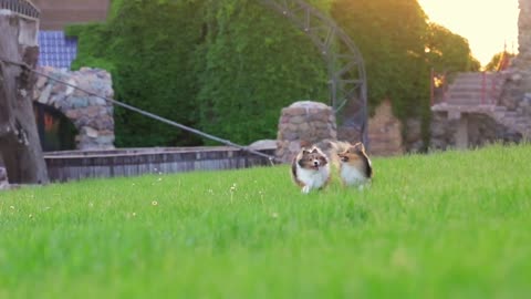 Play in the grass