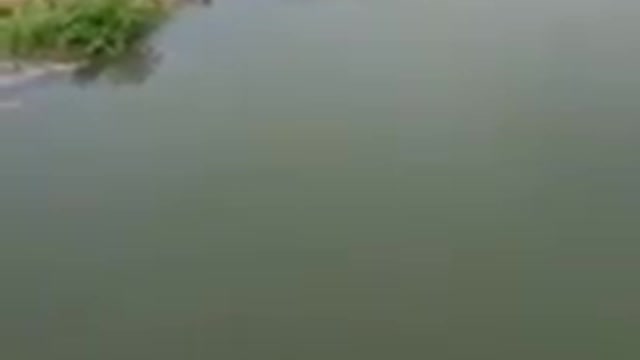 Dog saves man from drowning on a bridge