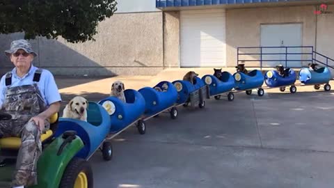 80 year old builds a 'dog train' to take all his rescued dogs on little adventure