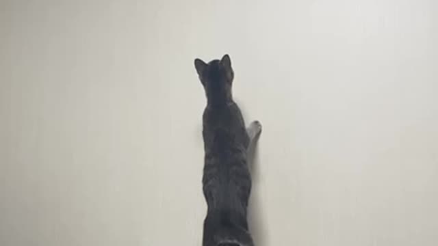 Cute cat trying to catch the clock