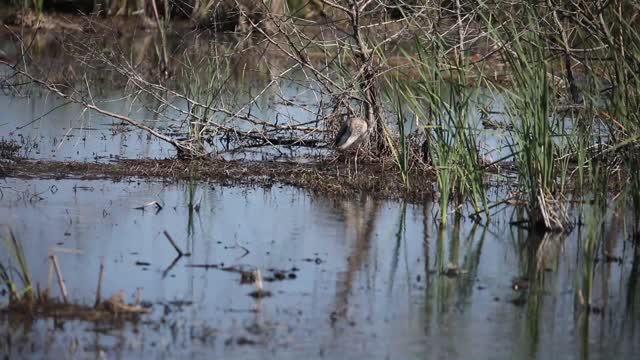 Tricolored Heron Gets mad at an Ibis for Startling Him