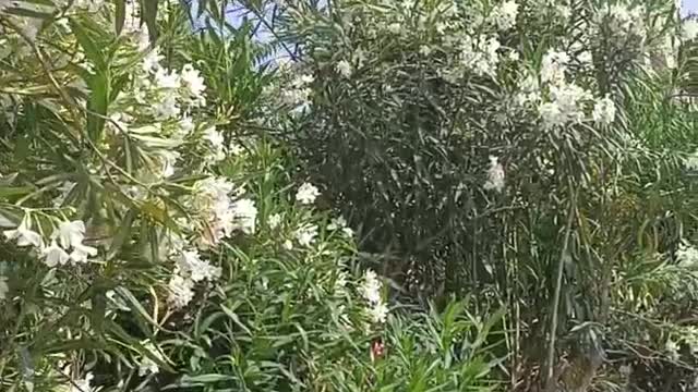 Do you know the name of this flower?