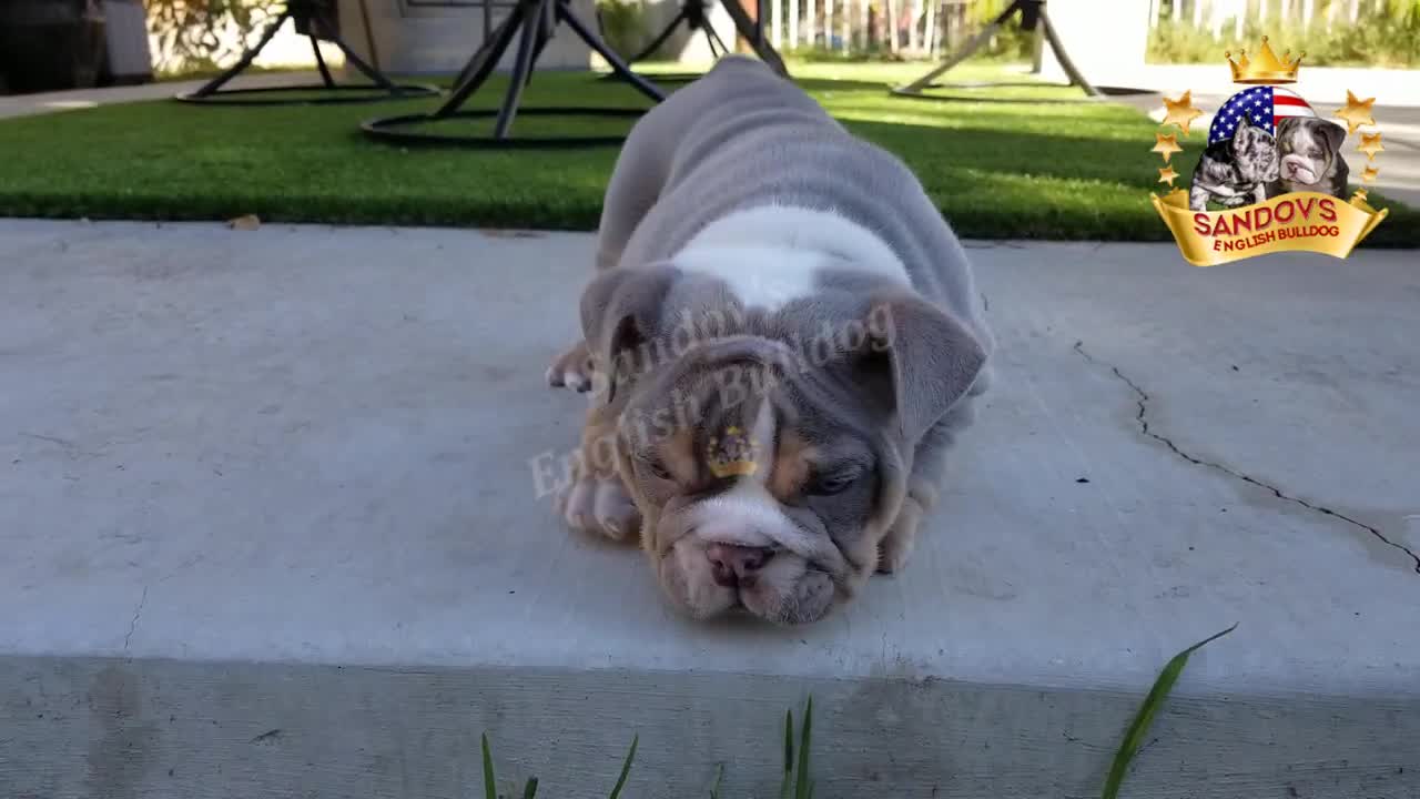 BEAUTIFUL LILAC TRI BOY ENGLISH BULLDOG PUPPY with blue eyes / 7 weeks old