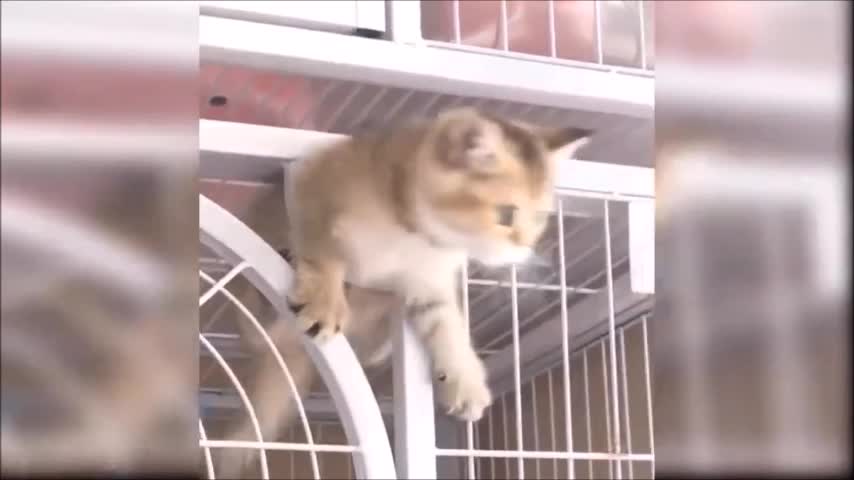 Runaway kitten