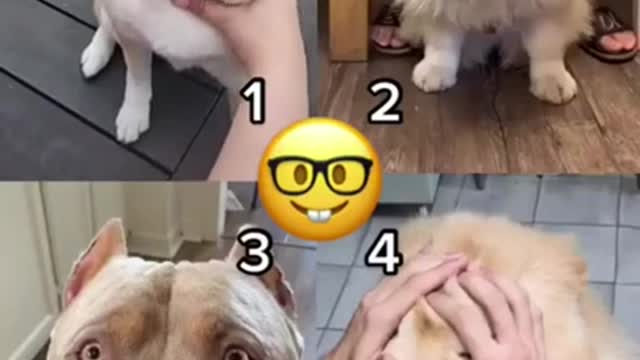 Dog Facial hair