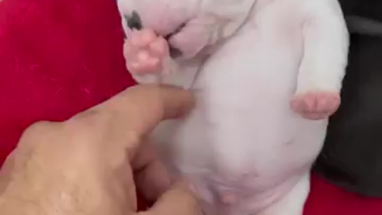 Dog video