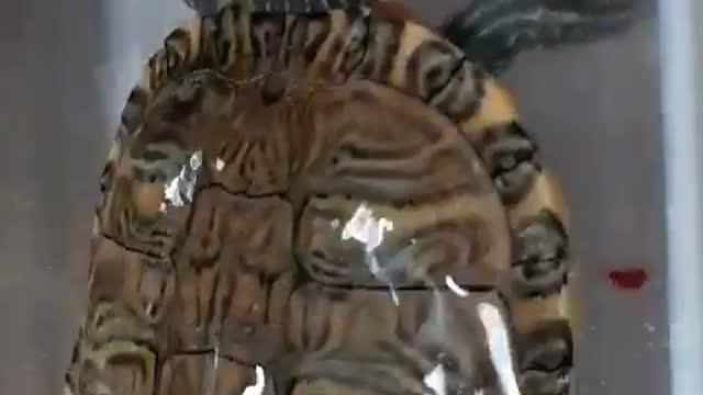 cuteTurtle eat video