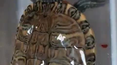 cuteTurtle eat video