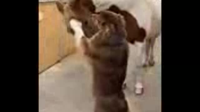 Unbelievable funny😂 video