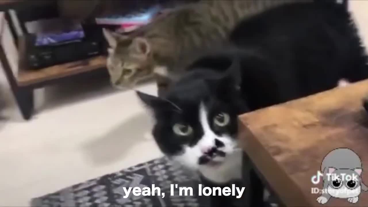 Funny Cats Compilation which makes you Laugh for 1-hour!!😄😄