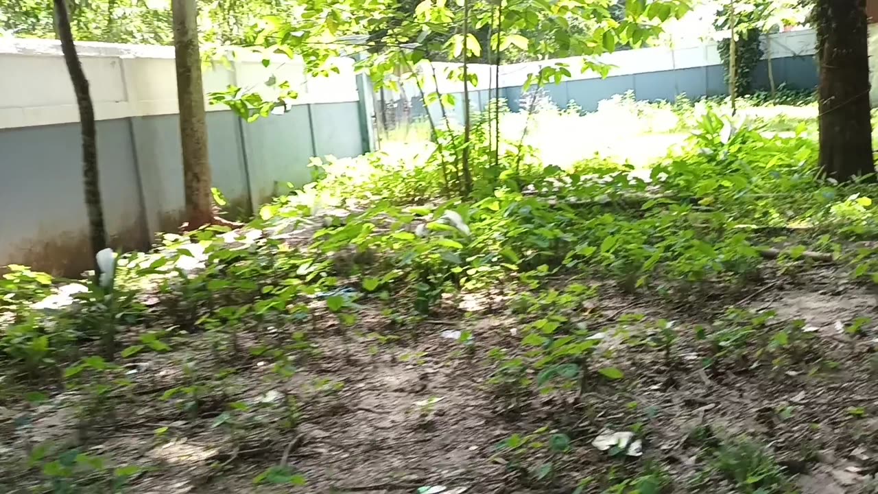 Animal