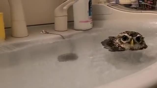 Owl having a hydro massage