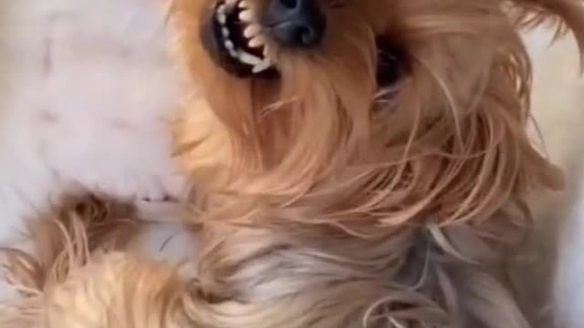 Don't disturb me - Funny dog reaction