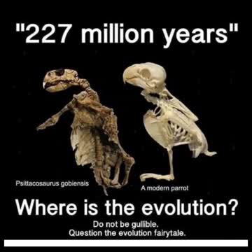 ONDE ESTÁ A EVOLUÇÃO?