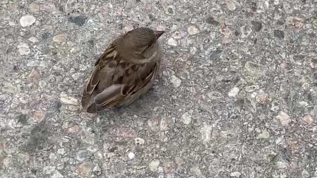 The Little Sparrow🐥💛