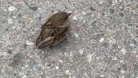 The Little Sparrow🐥💛