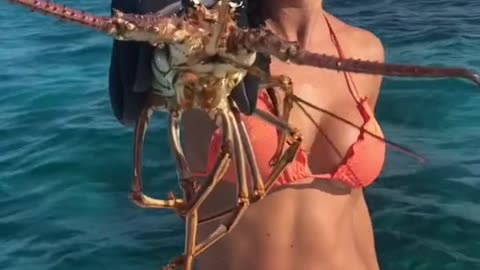 Emily: Get the lobster.